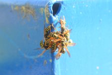 Wasp huddle.jpg