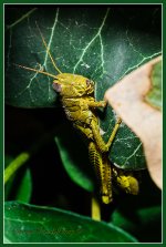 Day264Cricket2.jpg