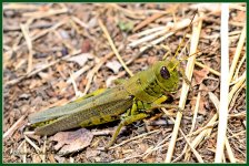 Day264Cricket3.jpg