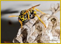 Day264Wasp.jpg