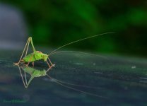 Grasshopper.jpg