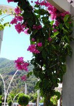Flowers by Fethiye Harbour.jpg Flowers by Fethiye Harbour.jpg