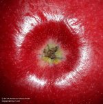 263 Apple-130921_01.jpg