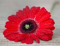 Gerbera Stacked.jpg