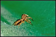 Day264JumpingSpider4.jpg