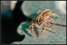 Day264JumpingSpider.jpg