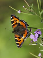 Last Butterfly.jpg