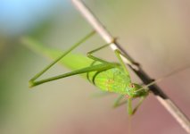 meadow Katydid 2.jpg