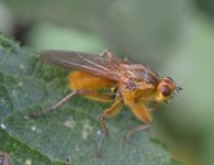 Agromyzidae.jpg