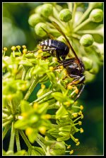 Day265BlackWhiteWasp2.jpg