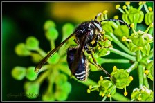Day265BlackWhiteWasp.jpg