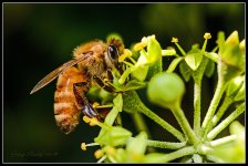Day265HoneyBee.jpg