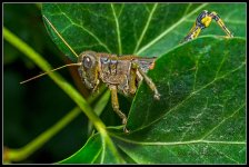 Day265Grasshopper.jpg