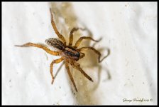 Day265Spider.jpg