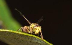 Wasps-4.jpg