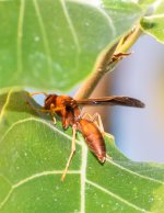 Wasps-5.jpg