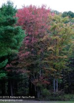 264 Fall Trees-130922_01.jpg