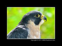 Peregrine-Falcon.jpg