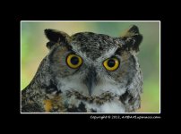 Barn-Owl.jpg