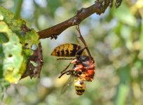 Hornet vs Wasp.jpg