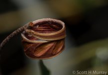 Wooden ring stacked.jpg