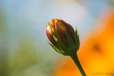 DSC_4162.jpg