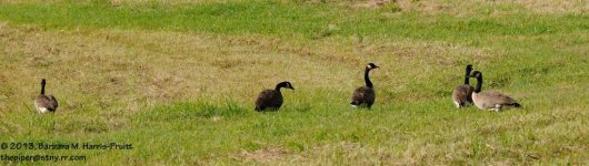 265 Geese-130923-07_01.jpg