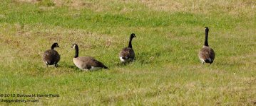 265 Geese-130923-08_01.jpg