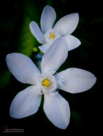 40flower.jpg
