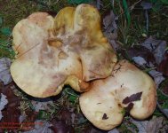 266 Mushrooms-130924_1.jpg