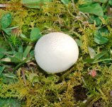 266 Puffball-130924-01_1.jpg