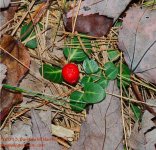 266 Red berry-130924_1.jpg