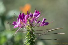 DSC_4207.jpg