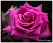 20130808-DSC_8871_WLP.jpg