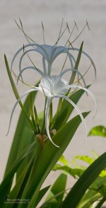 spiderlily.jpg