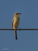 smallbird.jpg