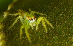 Green Jumper._.jpg