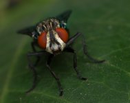 53789d1380207717-post-your-insect-shots-green-jumper._.jpg