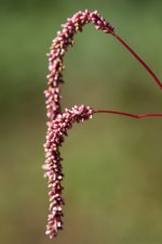 DSC_4267.jpg
