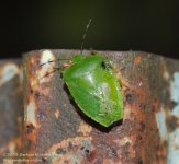 268 Green Stink Bug-130926-01_1.jpg