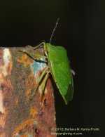 268 Green Stink Bug-130926-02_1.jpg