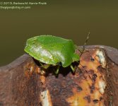 268 Green Stink Bug-130926-03_1.jpg