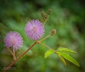 purpflower.jpg
