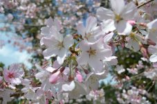 macro blossom.jpg