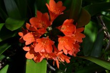 clivia.jpg