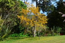 Tui treee.jpg