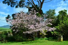 blossom.jpg