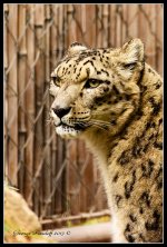 DSC_6962.jpg