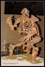 DSC_6942.jpg