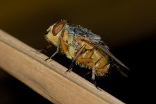 DSC_2742.jpg